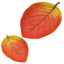 Herbstschalen in verschiedenen Ausf&uuml;hrungen